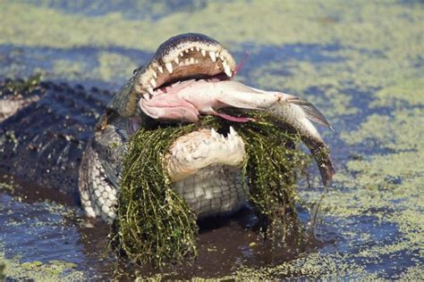 How Are Alligators And Crocodiles Different Critter Culture