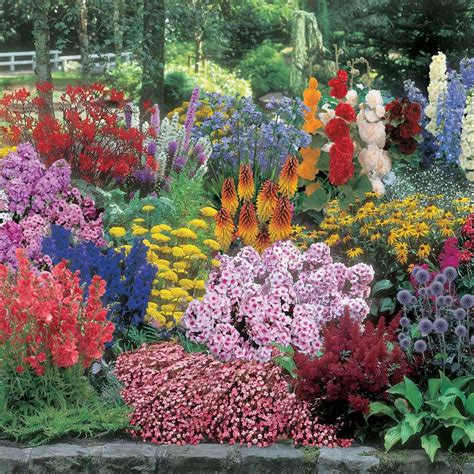Perennial Designer Collection Cottage Garden Plants Van Meuwen