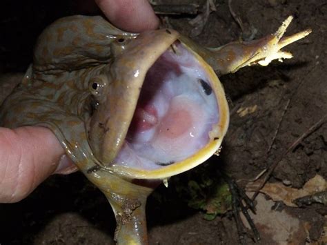 They are found in the neotropics. ROUND-EYED BUDGETT´S FROG Lepidobatrachus laevis FAUNA ...
