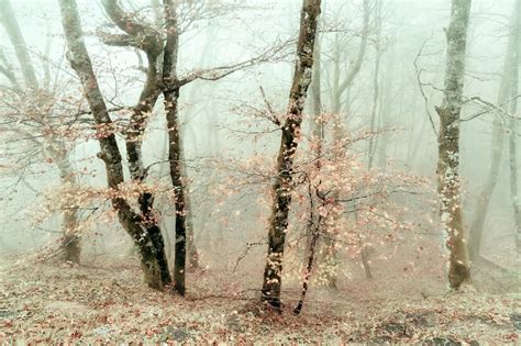 Fine Art — Lars Van De Goor Fall Palette Goor Enchanted Forest