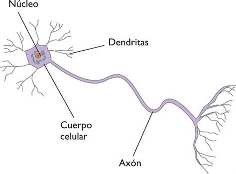 ¿cuáles Son Las Partes De Una Neurona Respuestastips