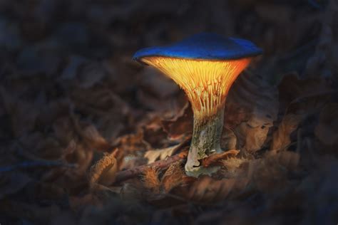 Glowing Mushroom Juzaphoto