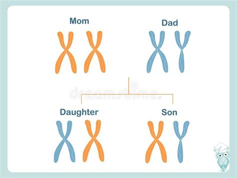 Scheme How X And Y Chromosomes Are Passed On Chromosomal Definition Of Female A Affiliate