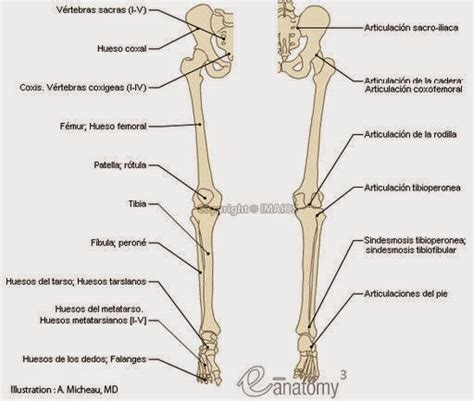 Anatomia Huesos Y Articulaciones Del Miembro Inferior