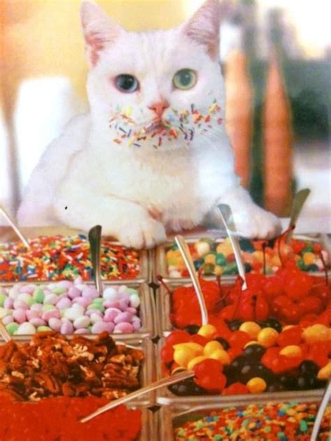What Candy Crazy Cats Cats Cute Cats