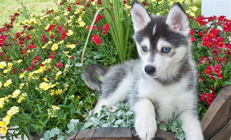 Prices range $375 to $5,500. Pomsky Dog - Everything You Need to Know About Pomskies