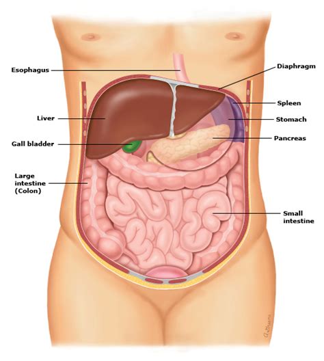 Stomach pain could be caused by a number of conditions, including simply trapped wind or indigestion. Health Encyclopedia | San Diego, CA | Scripps Affiliated ...