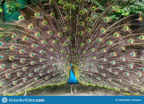 Closeup Of Male Peacock Showing Its Beautiful Feathers Stock Image