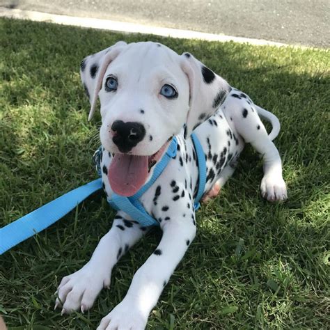 29 Excited Dalmation Puppies Photo 4k Ukbleumoonproductions