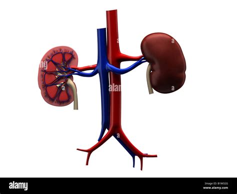 Human Kidney Medical Diagram Hi Res Stock Photography And Images Alamy