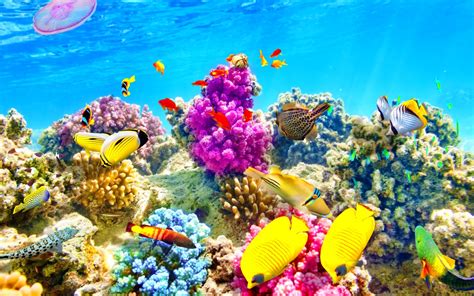 Underwater, water, bottom, seabed, ocean, blue wall mural ✓ easy eternal rainbow sea ii. fish, Fishes, Underwater, Ocean, Sea, Sealife, Nature ...