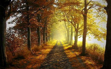 秋の森の光、 木と草、 森、 パス、 太陽光線、 照明付き、 秋、 3 D、 抽象、 Hdデスクトップの壁紙 Wallpaperbetter