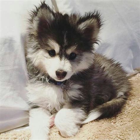 Find local pomsky puppies for sale and dogs for adoption near you. 29 best Pomsky images on Pinterest | Husky mix, Pomsky ...