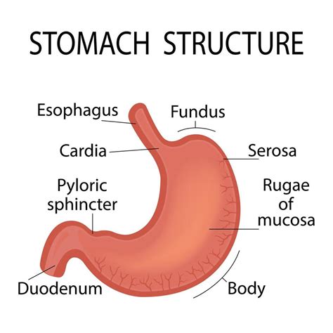 Illustration Of The Anatomy Of The Stomach Scheme Of Medical Education