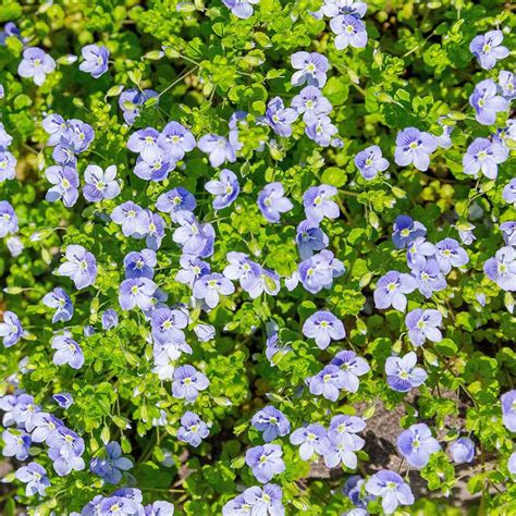 It is deer resistant and only requires partial sun. Speedwell Seeds - Veronica Repens Creeping Speedwell ...