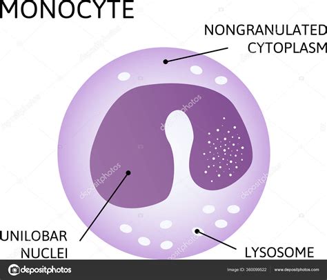 Monocytes Type Leukocyte White Blood Cell Consist Nongranulated