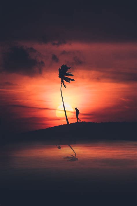 5101049 Palm Tree Sunset 4k Silhouette