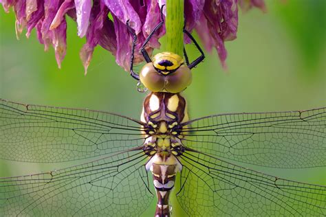 Close Up Of A Dragonfly On A Purple Flower By Piet Van De Wiel