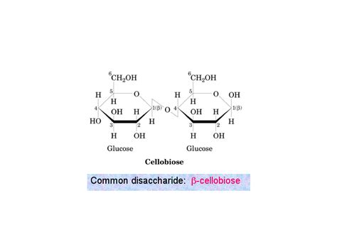 Common Disaccharide B Cellobiose