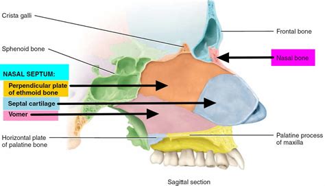 Nasal Septum Anatomy Function Nasal Septum Deviation Hole