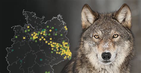 Wölfe In Deutschland Interaktive Karte Der Vorkommen