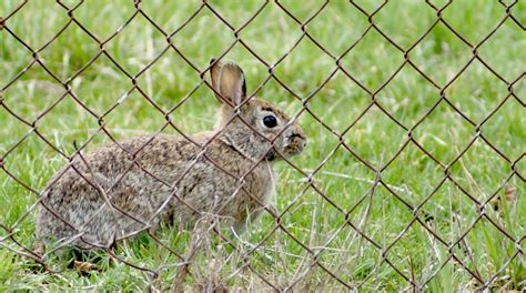 Bifocal Univision Rabbit Through Fence