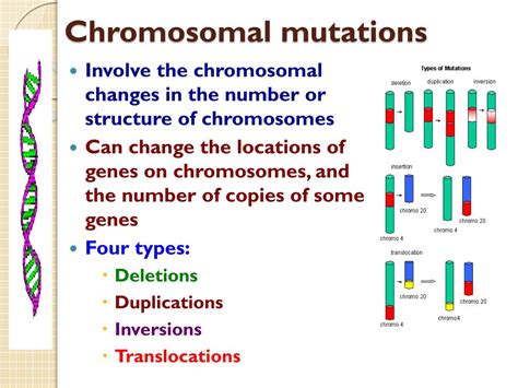 Ppt Types Of Mutations Powerpoint Presentation Free Download Id