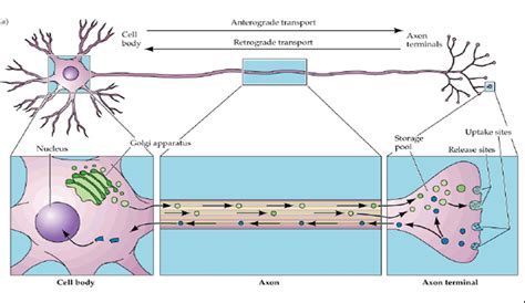 Axoplasmic Transport