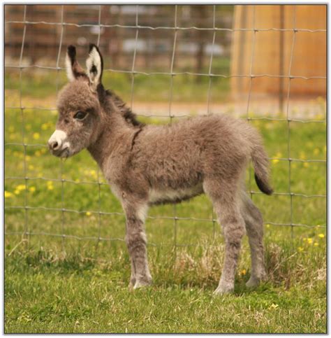 Our Newborns Miniature Donkey Babies Born In 2014 At Haa Miniature