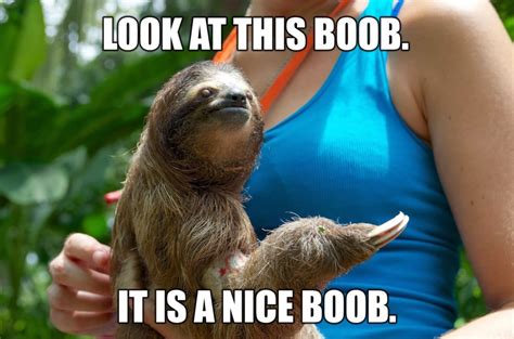 Funny Sloth Memes Most Popular Of Internet Memes