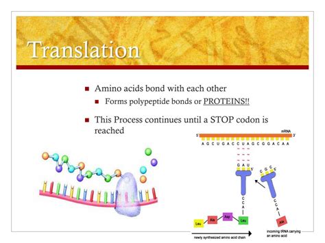 Ppt Protein Synthesis Powerpoint Presentation Free Download Id 6772641