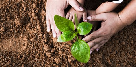 Planting seeds :: Call - Celfocus News for All