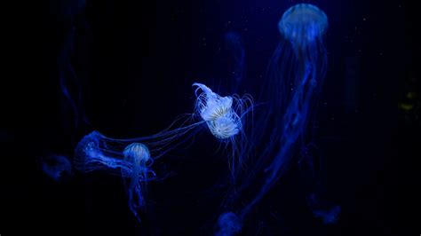 Wallpaper Jellyfish Tentacles Plexus Underwater World Hd Picture Image