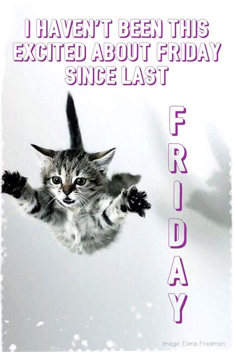 Happy Friday Animal Funny Cute Cat Friday Is Finally