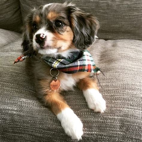 High to low nearest first. Aussalier (Australian Shepherd & Cavalier King Charles Mix ...