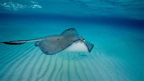 Man Dies After Being Attacked By Stingray In Australia World The