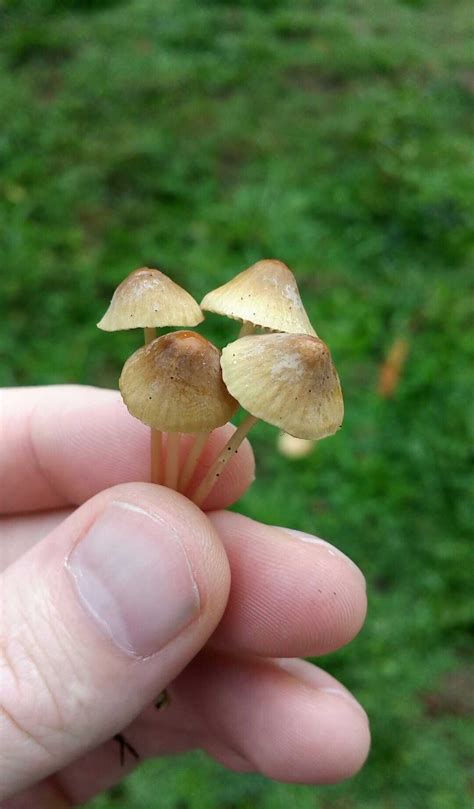 Identifying Liberty Caps Mushroom Hunting And Identification