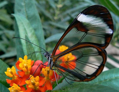 Butterfly Gardens - Learn How To Attract Butterflies To Your Garden