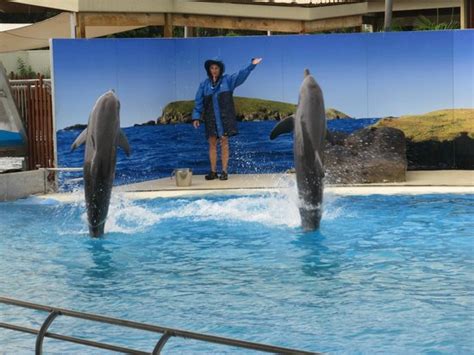 Dolphins Doing Tricks Picture Of Pet Porpoise Pool Dolphin Marine
