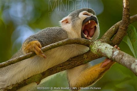 South American Squirrel Monkey Stock Photo Minden Pictures