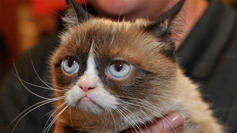 Noooooo Is Grumpy Cat Really Worth 100 Million