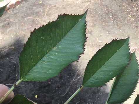 Cherries Cherry Tree Leaves Gardening And Landscaping Stack Exchange