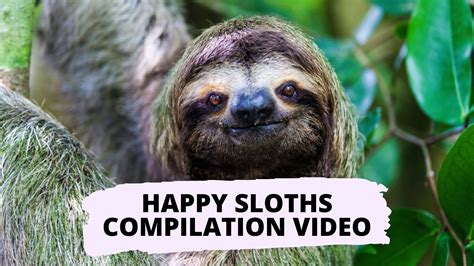 Amazing Facts About Sloths Video 10 Sloth Of The Day