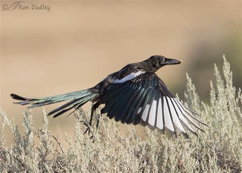 Juvenile Black Billed Magpie In Flight With Food Feathered Photography