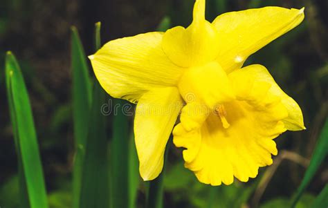 Narcissus Flower Yellow Narcissus Pseudonarcissus Stock Image