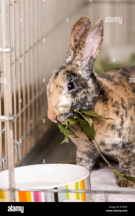 Harlequin Mini Rex Pet Rabbit Eating An Apple Branch Stock Photo Alamy