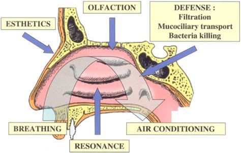 Nose Anatomy Turbinates