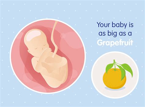 19 Weeks Pregnant Baby Development And Diet Nestlé Babyandme