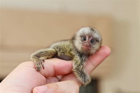 Teeny Tiny Animals You Cant Believe Are Even Real