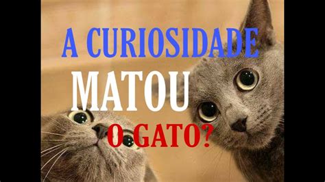 Curiosidade Matou O Gato Ensino